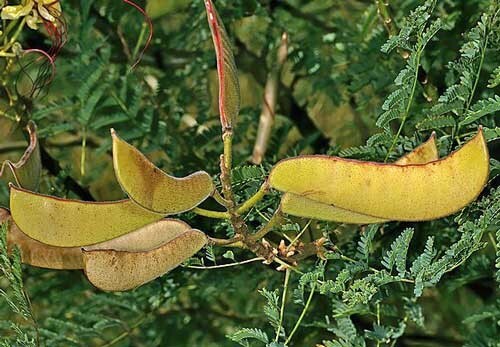 Caesalpinia gilliesii | Desert Bird of Paradise | 5 Seeds