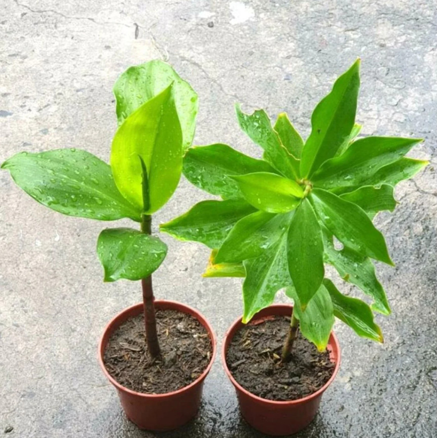 INSULIN PLANT/Fiery Costus /Spiral Flag (1 Rhizome) BLOOD SUGAR SUPPORT(3-6in)