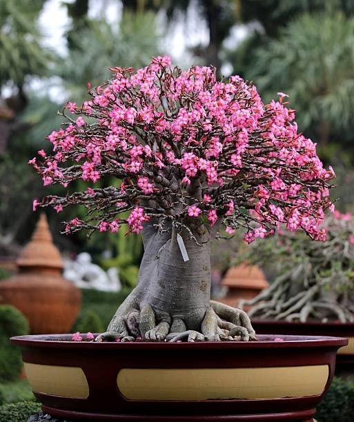 Adenium Arabicum ‘Rachinee Pan Dok’, 10 seeds