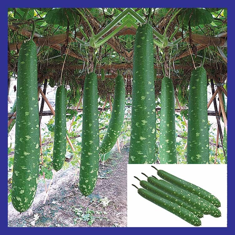 GOURD SEEDS – NAM TAO YAI-NON-GMO Hạt Giống Bầu Sao Dễ Trồng Sai Trái 50 Seeds