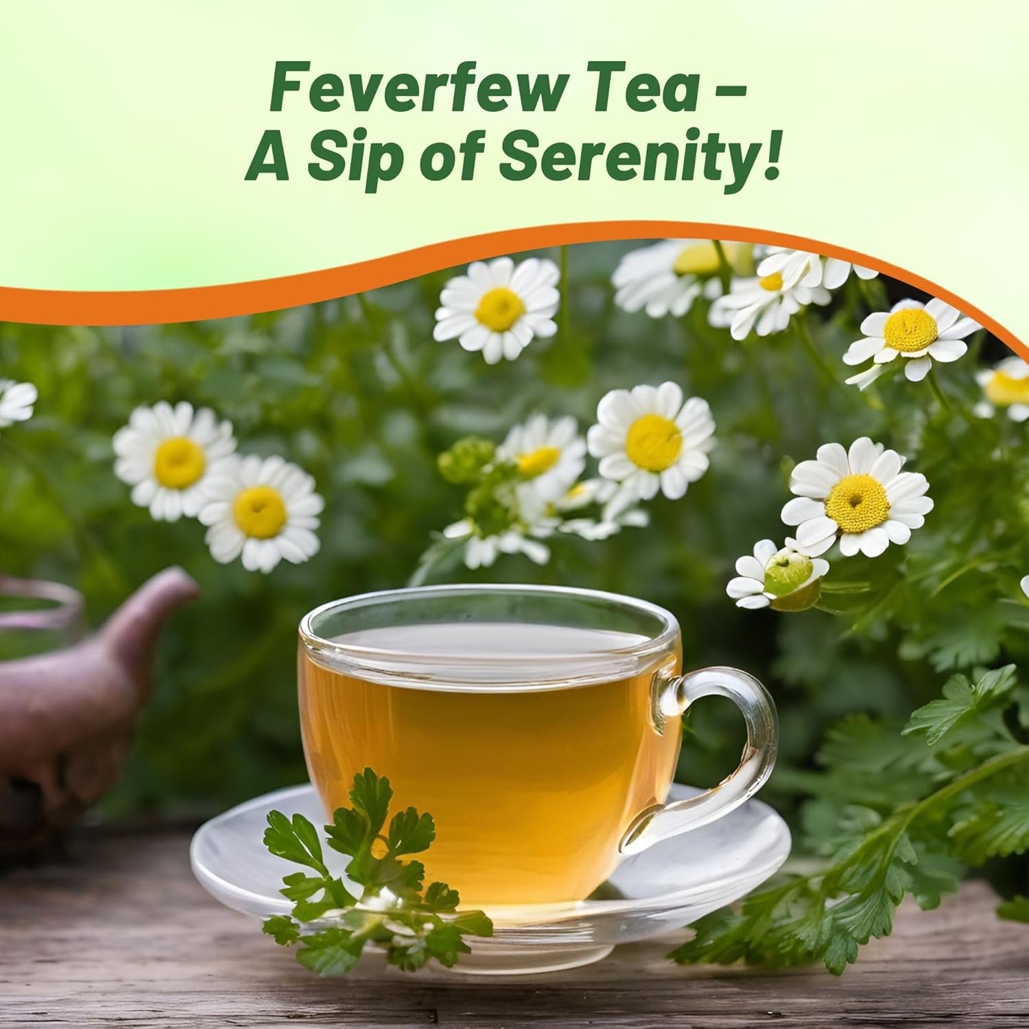 5000 Seeds Feverfew Seeds For Planting | White Chrysanthemum Feverfew Herb Seeds