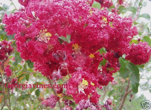 Crape Myrtle Christiana Red 10 seeds