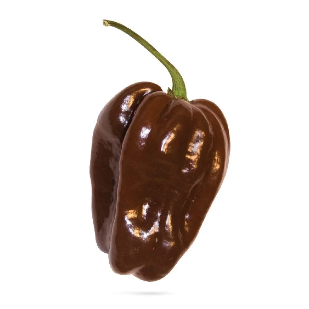15 CHOCOLATE HABANERO PEPPER SEEDS ~ heirloomseedguy ~ 2026 ~ NON-GMO