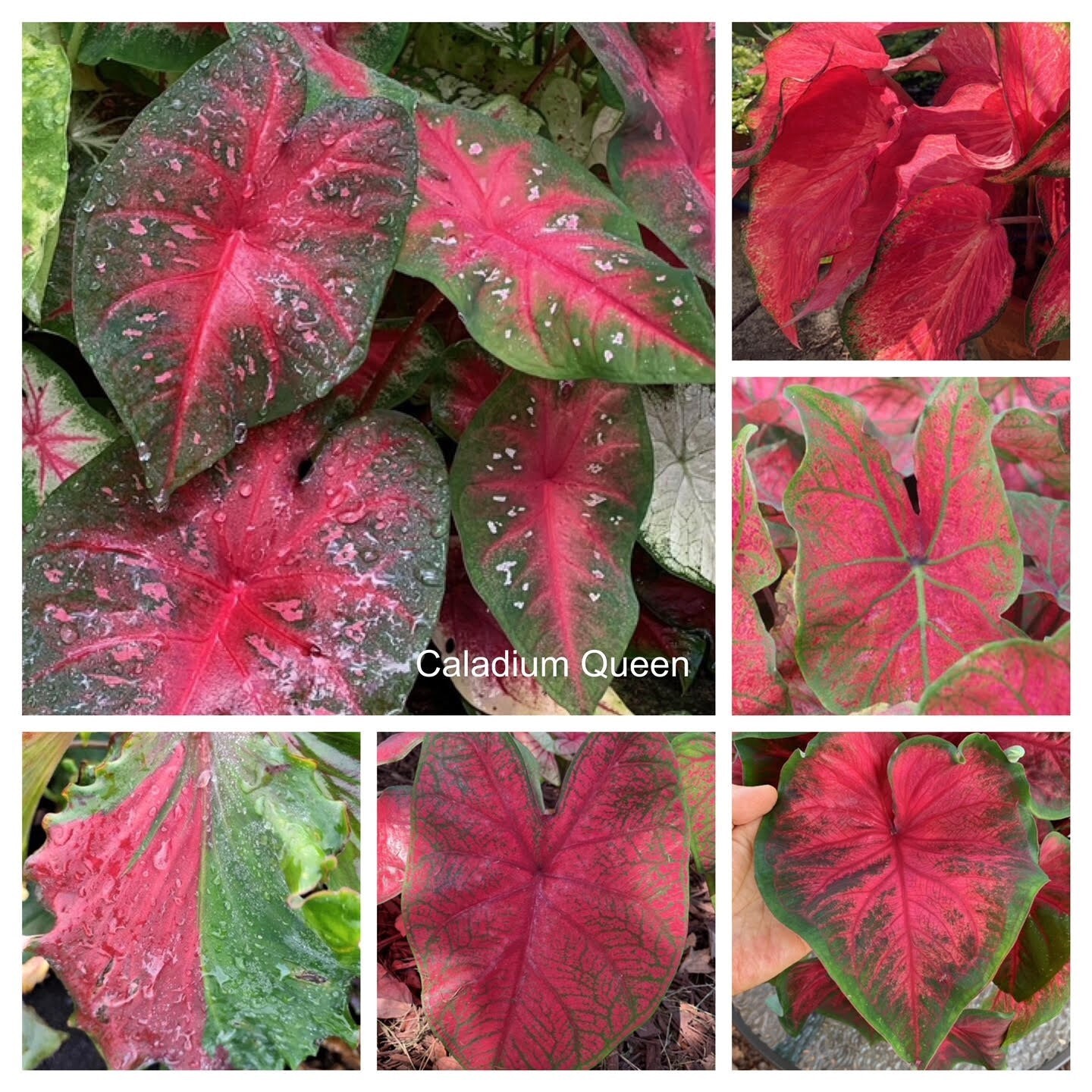 Caladiums RED Mix ‘Value Pack’ (6 Bulbs) Size #2 *These are mixed at the farm