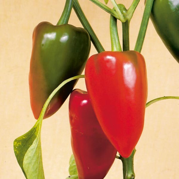 Pimento Pepper Seeds | Heirloom / Non-GMO | Free Shipping | Seed Store | 1019