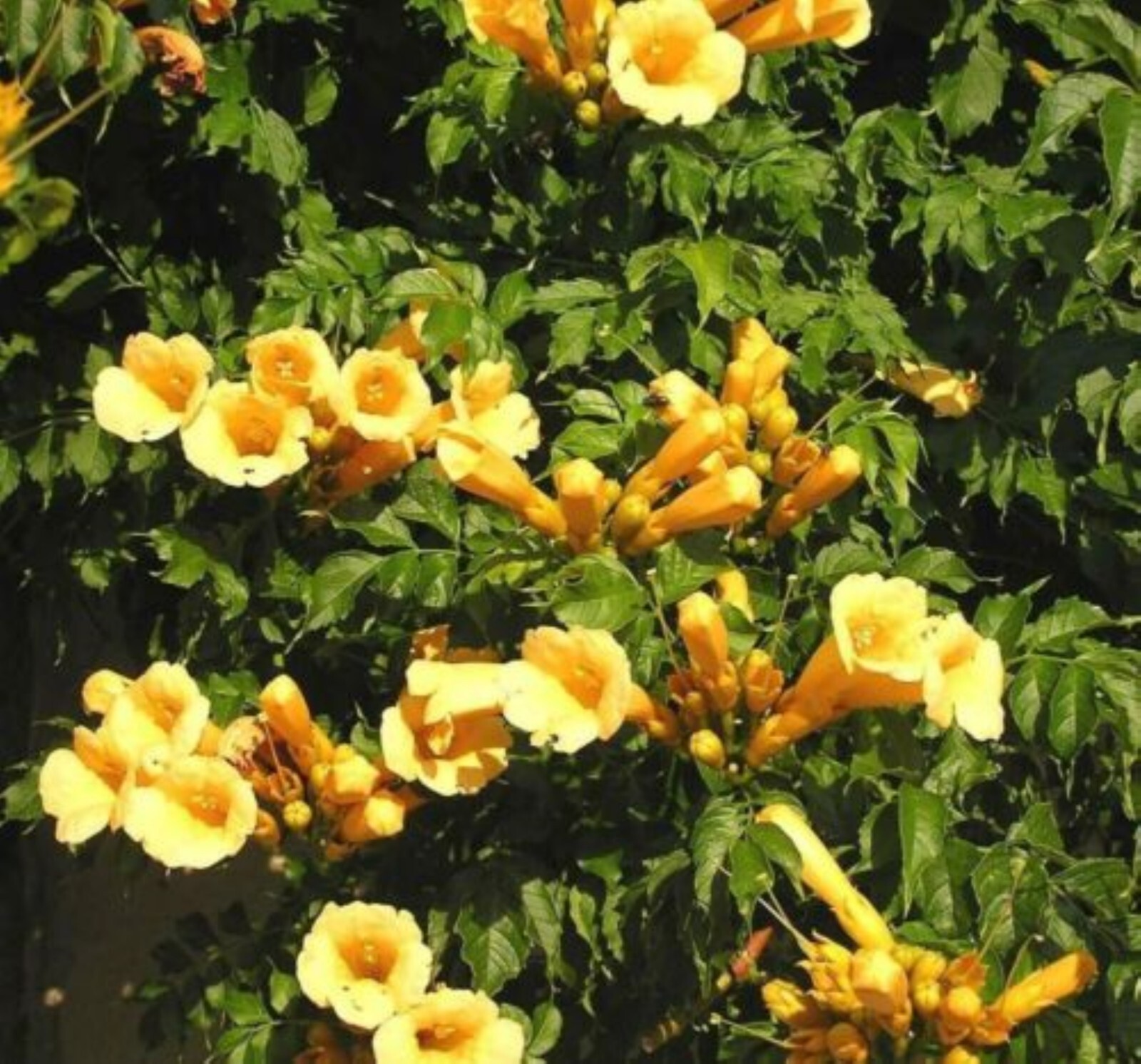 Vine CAMPSIS radicans ‘Flava’ Trumpet Creeper Yellow flowers