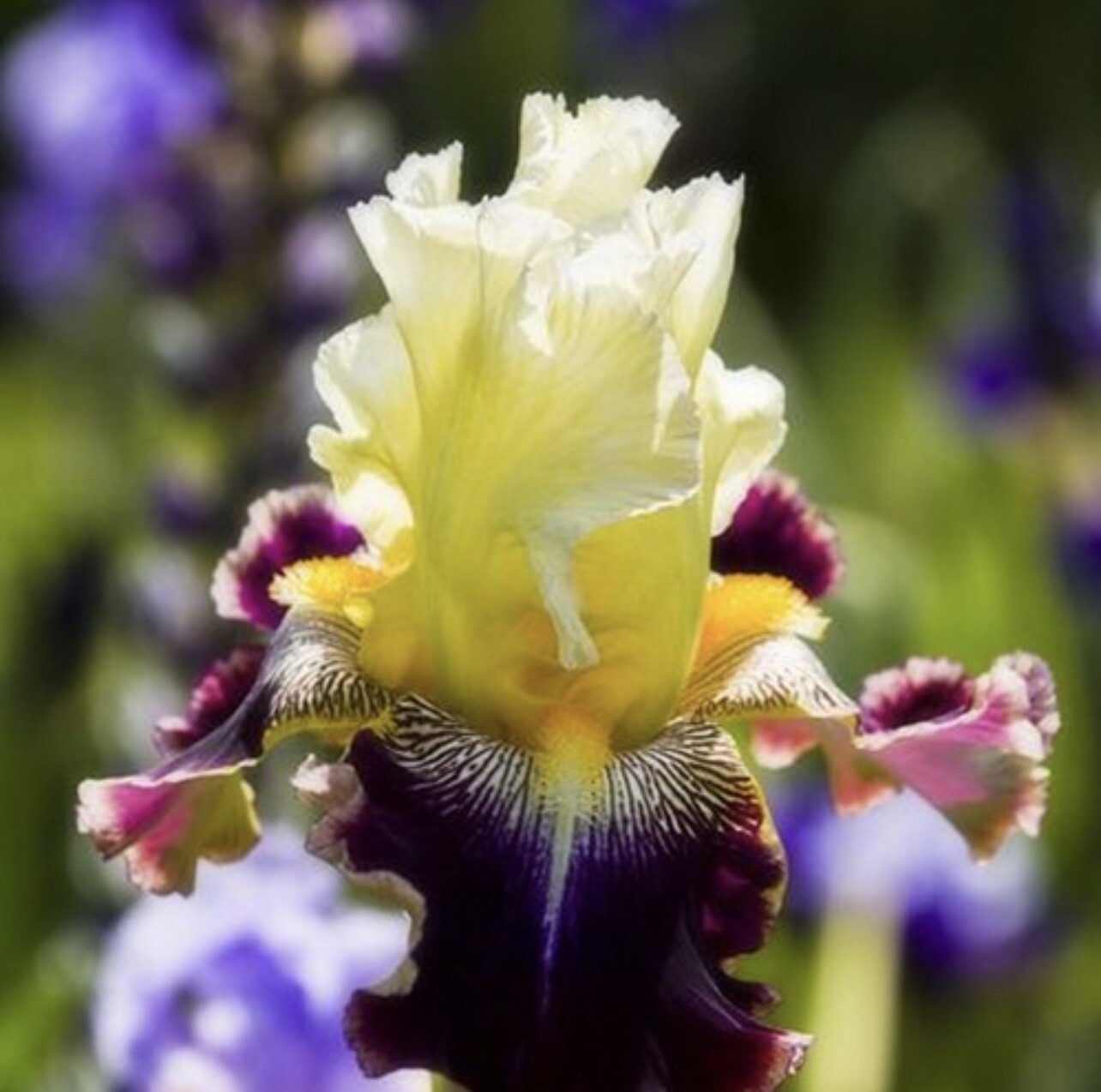 US Seller Multi-Varieties Iris Seeds, Heirloom Iris, Mixed seeds 25pcs/pack