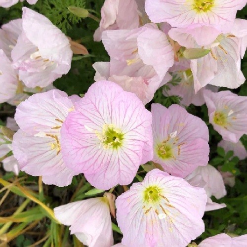 Showy Evening Primrose Seeds Pink Mexican Primrose Hardy 1,000 – 5,000 Seeds