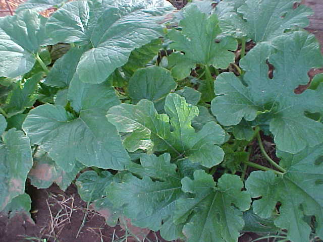 ORGANIC FRESH ITALIAN GREEN ZUCCHINI (SUMMER-SQUASH)