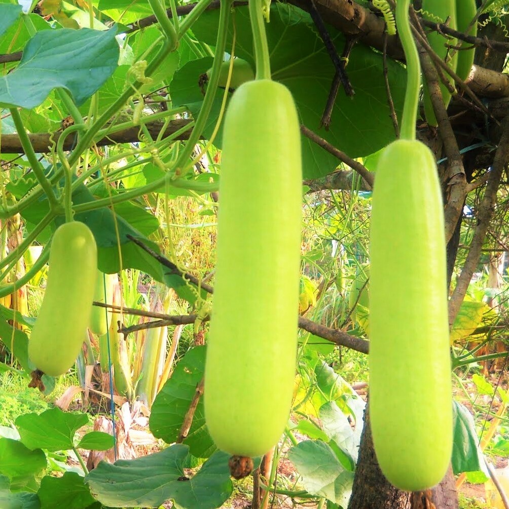 Long Calabash Gourd Seeds | Bottle Lauki Opo Squash Bird House Asian Seed 2023