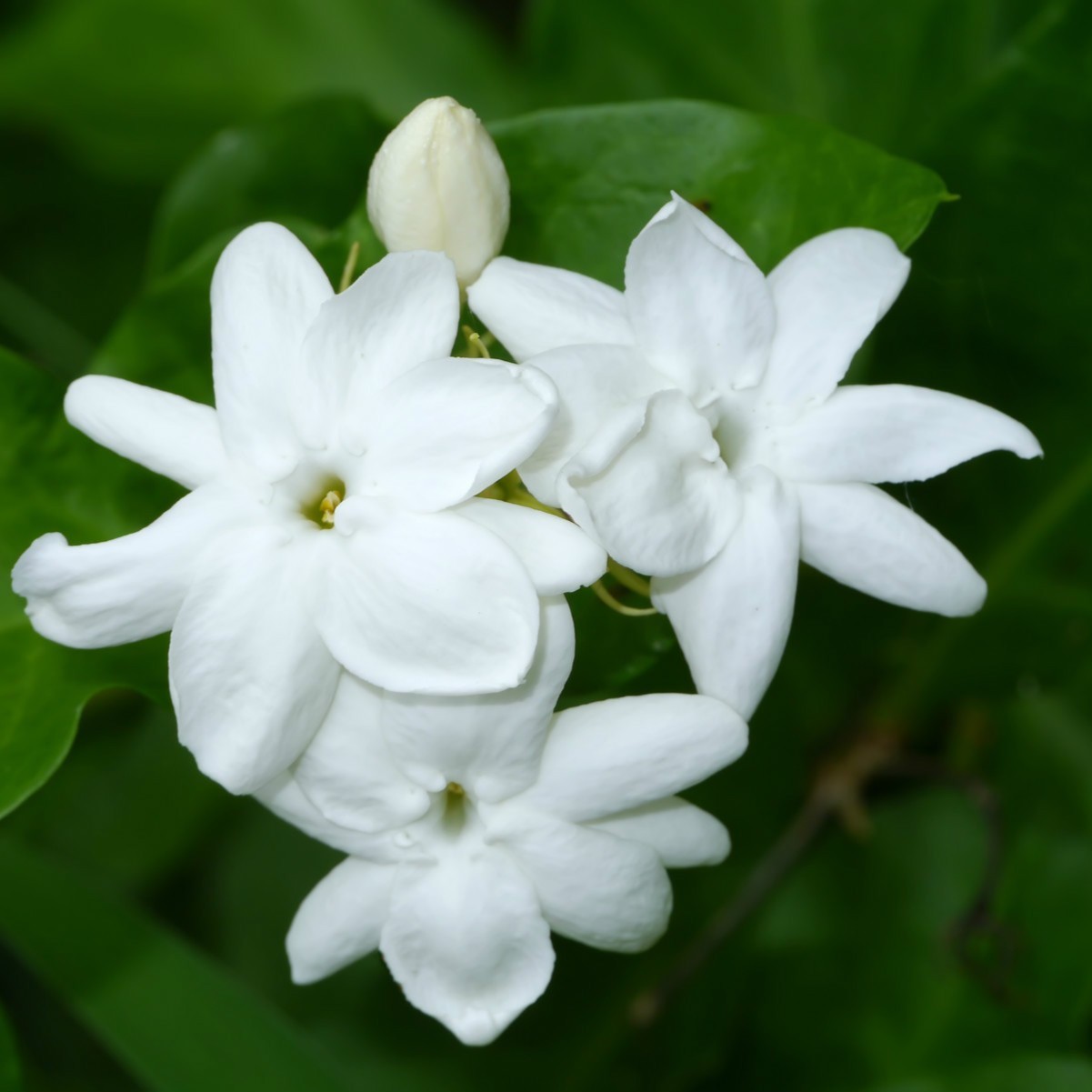 Jasmine Sambac ‘Arabian’ Live Plants