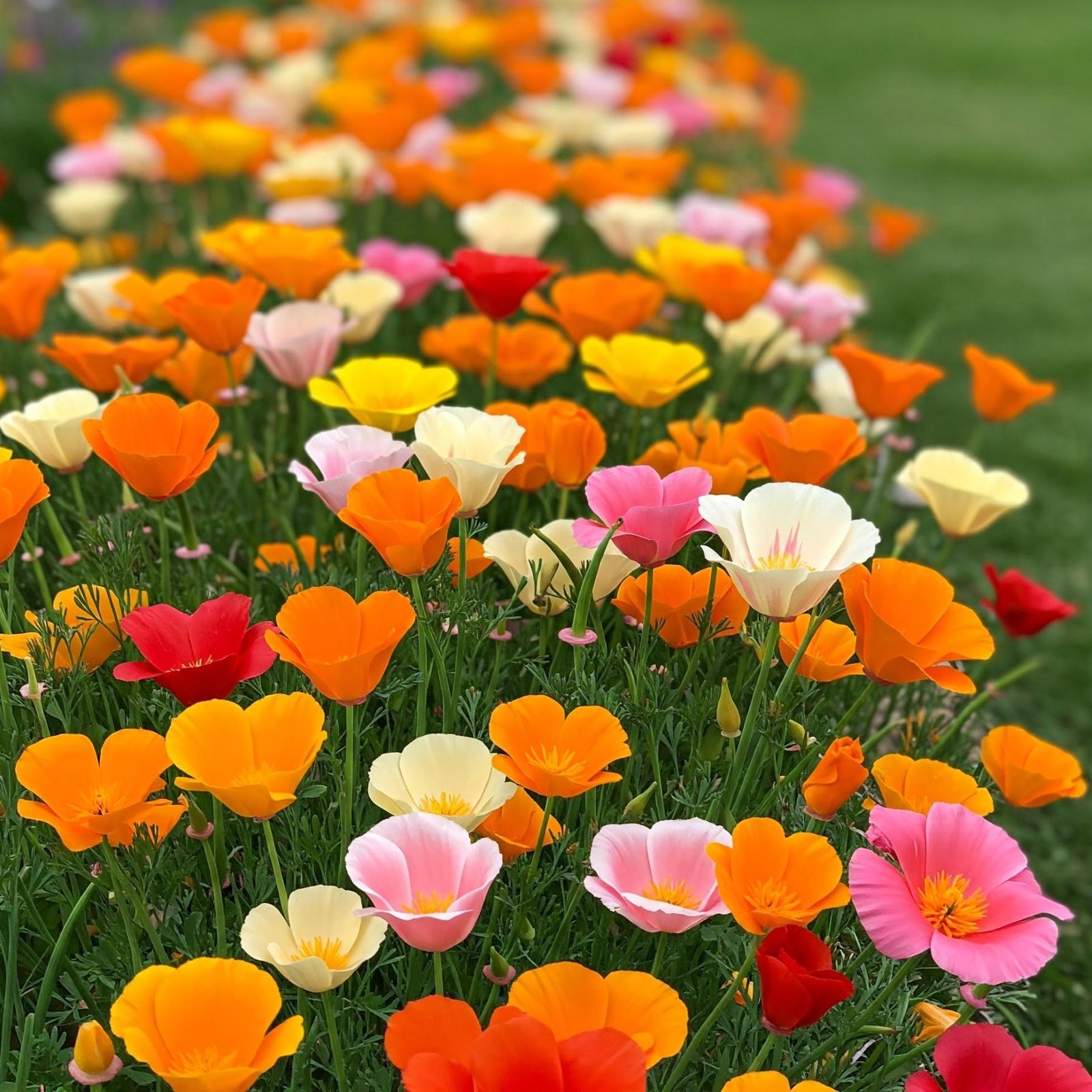 Mr. Fothergill’s California Poppy Mix Seed Oh Sow Simple, Easy to Grow