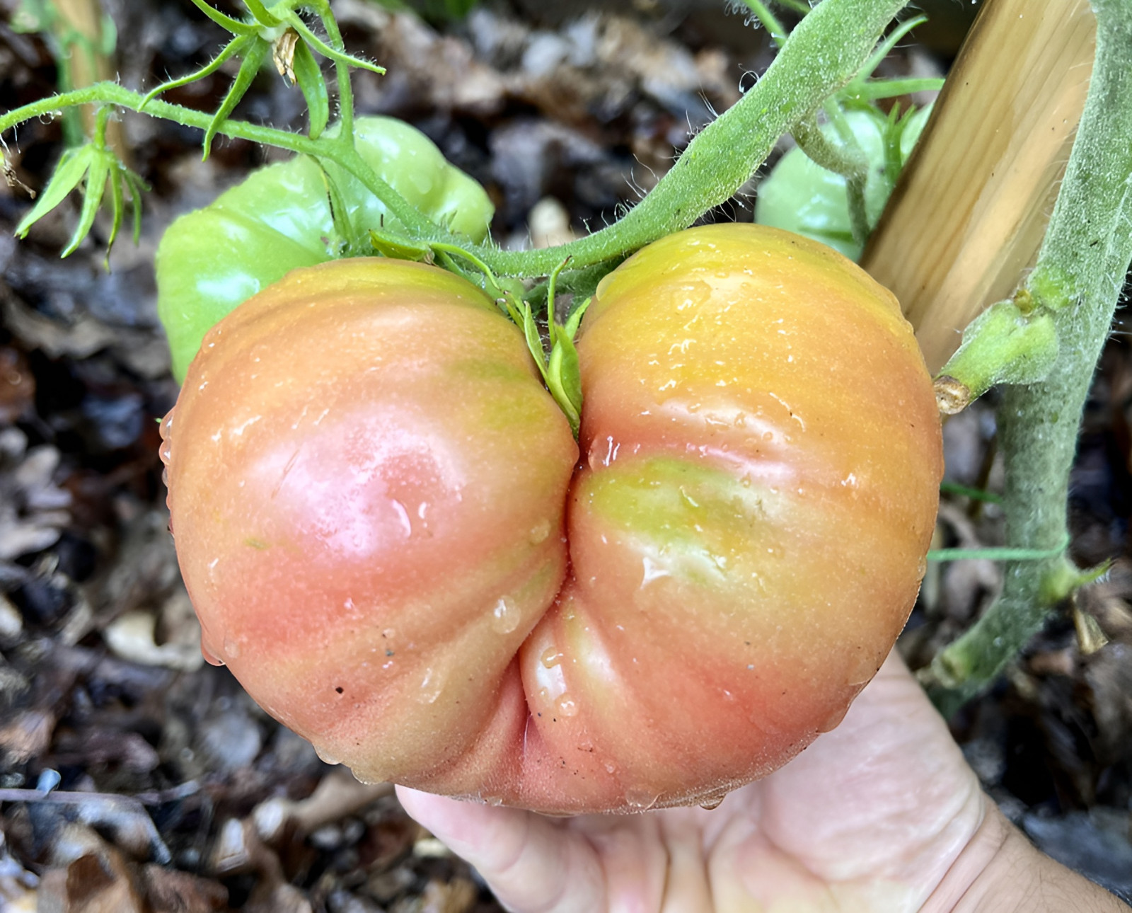 100 Heirloom Big Rainbow Tomato Seeds GIANT 2lb Bi-Colored Sweet Indeterminate