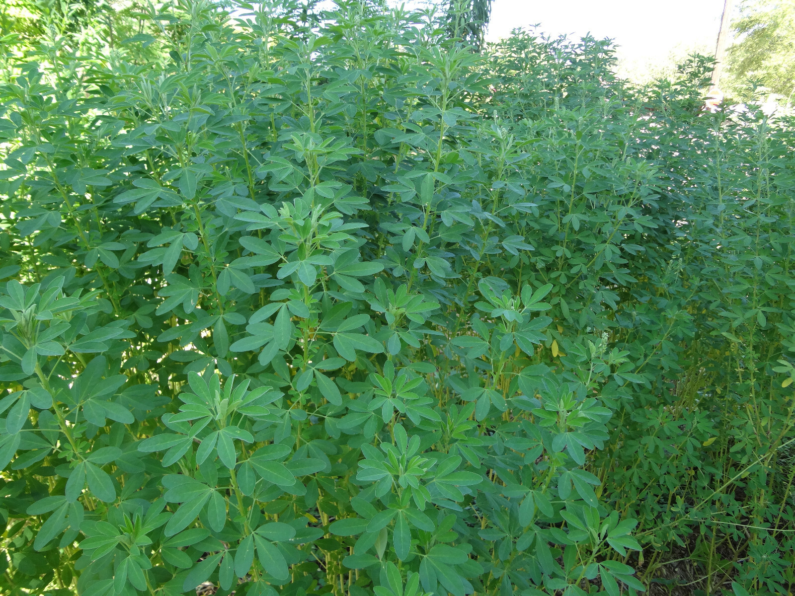 CHIPILIN Very RARE Central America Cold Hardy El Salvador 10 SEEDS