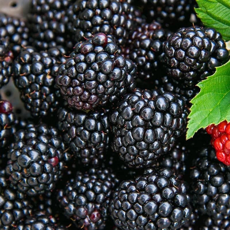 200+ BlackBerry Seeds for Planting – Non-GMO, Organic & Thornless | Heirloom Var