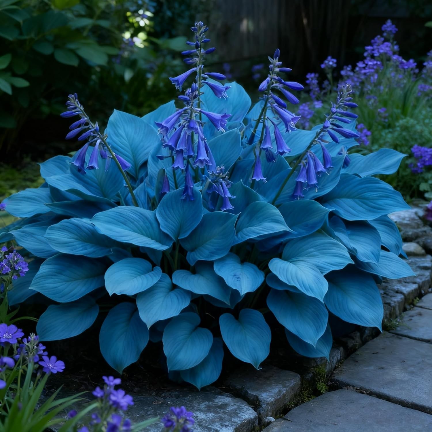 200+ Hosta Seeds for Planting, Mixed Color Perennial Hosta Seed, Attract Pollina