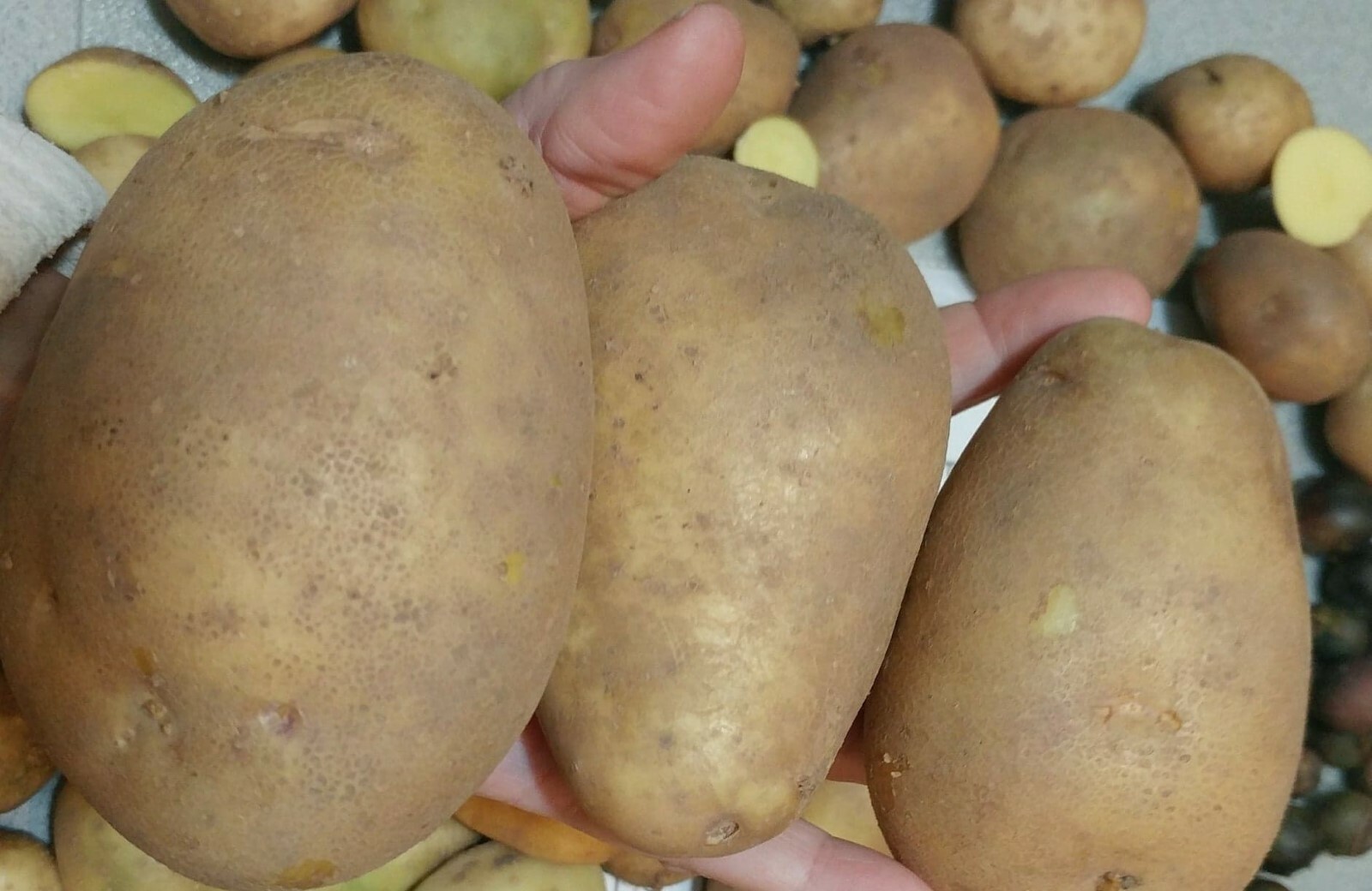 50 TPS True Potato Seeds Russet Yellow ORGANIC mix Potatoes Berry Bred in USA