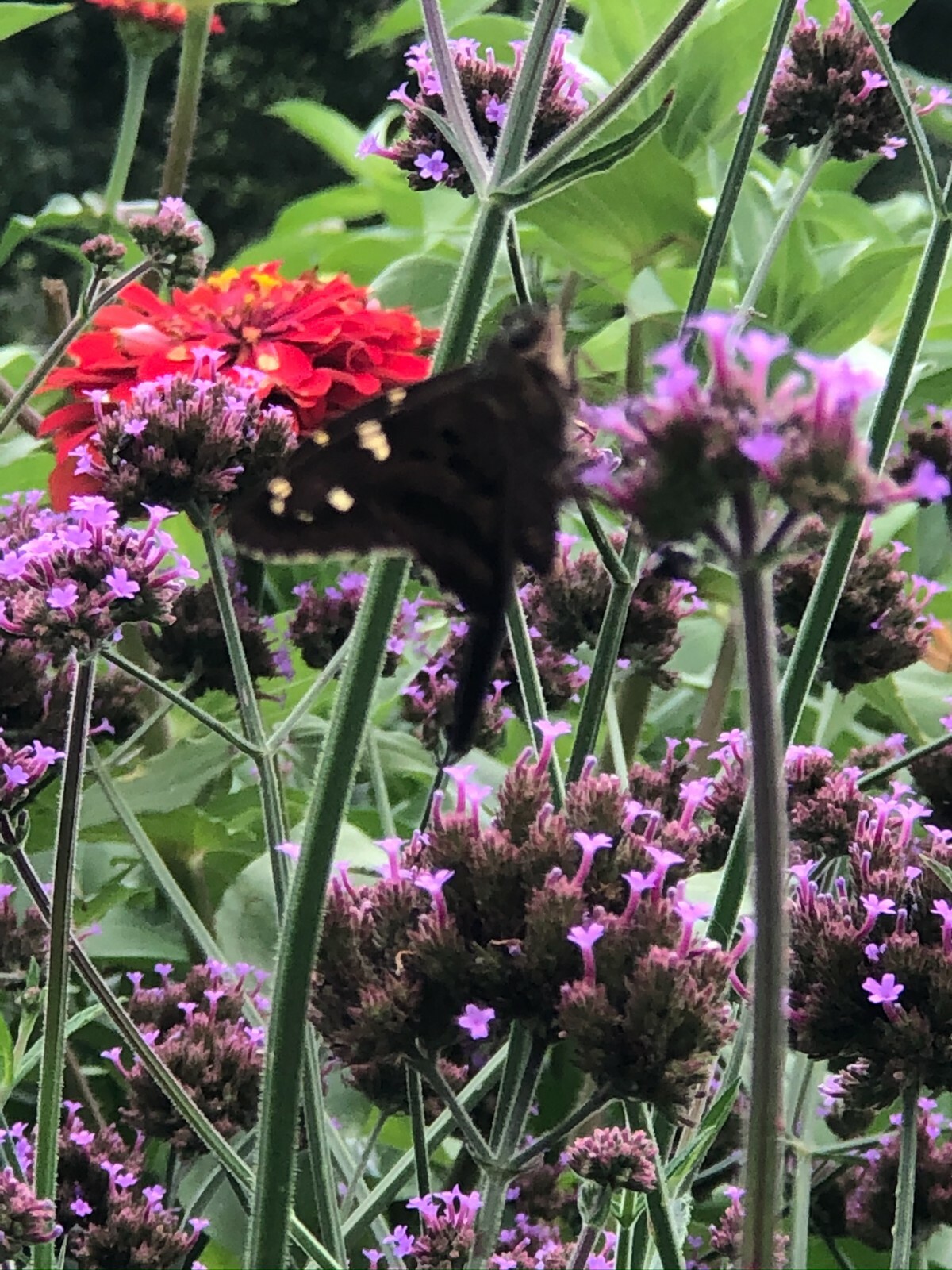 VERBENA bonariensis PURPLETOP VERVAIN Tender Perennial Purple Non-GMO 500 Seeds!