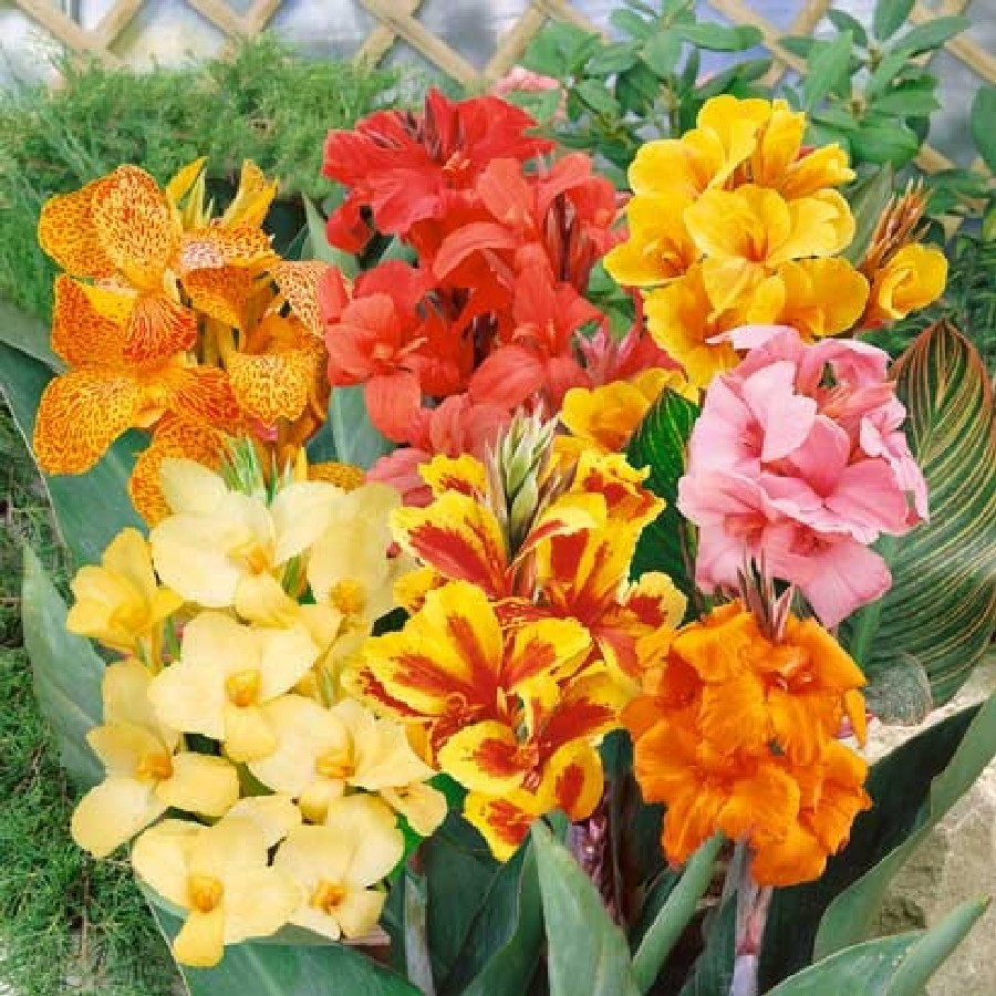 Canna Lily 3 Mixed Flower Plant Bulbs Easy Tall Pink Red Orange Yellow