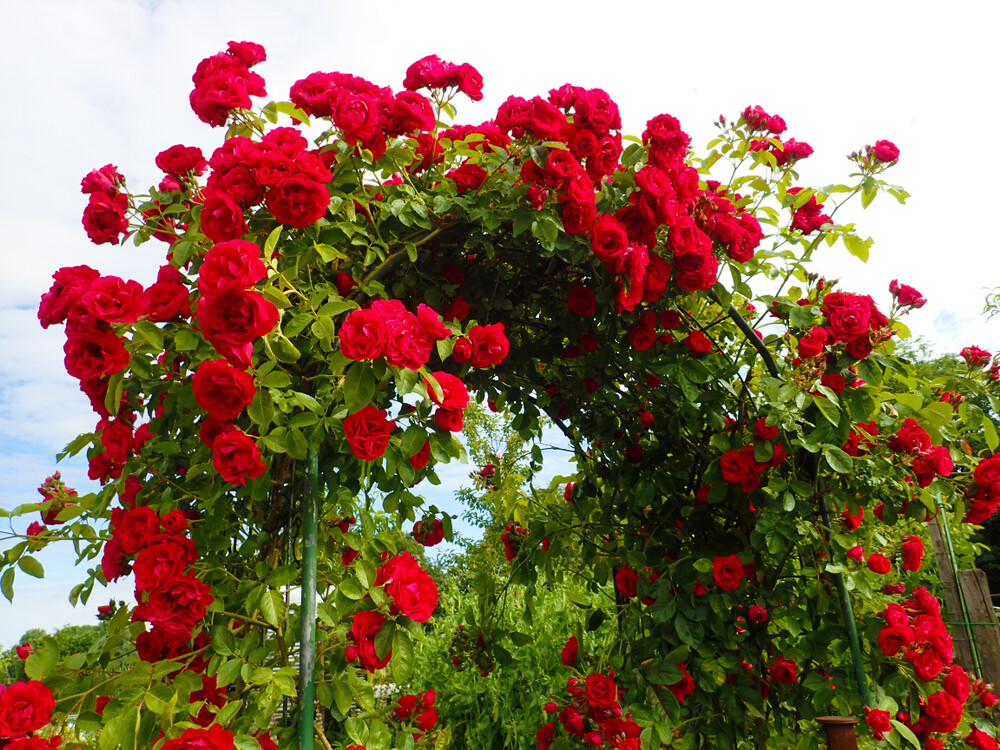 50 Climbing Rose Vine Seeds – Amazing Growth and Beautiful Roses