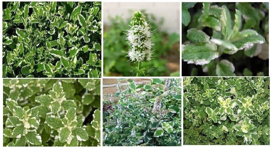 Variegated Pineapple Mint Herb 25 + Seeds USA Home Grown