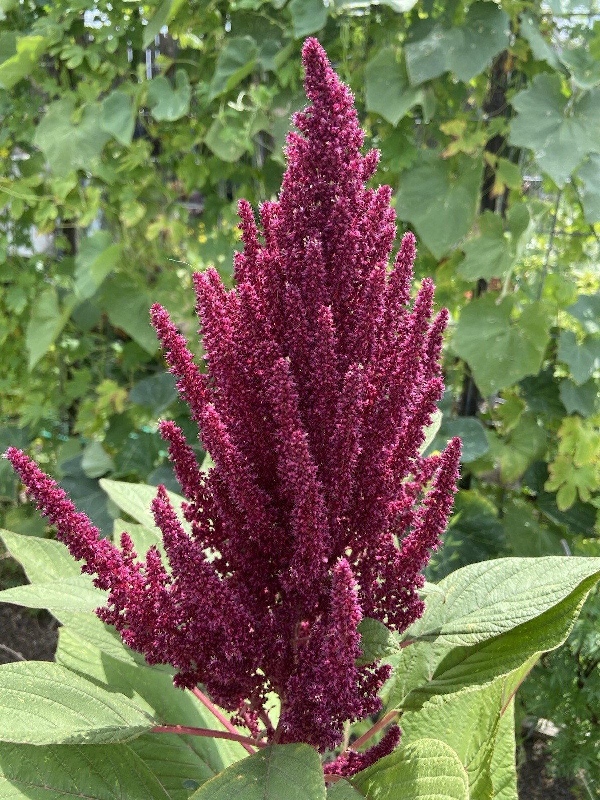 Amaranth – 100+ Fresh Seeds – Red Garnet GORGEOUS Blooms!! FREE Shipping