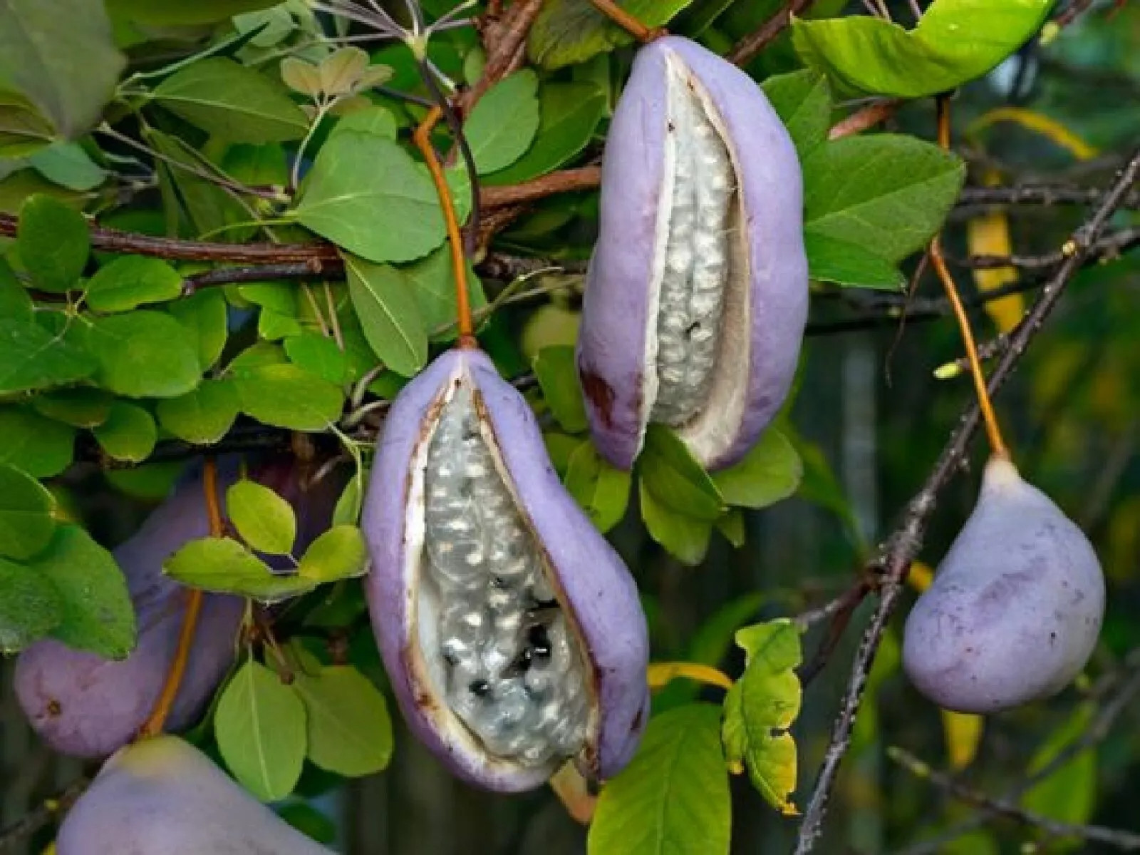 Chocolate Vine {Akebia quinata} ‘Purple Bouquet’ | Edible 5 SEEDS USA POST