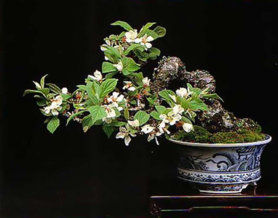 Nanking Bush Cherry, Prunus tomentosa, Shrub Seeds (Edible, Hardy, Fast)