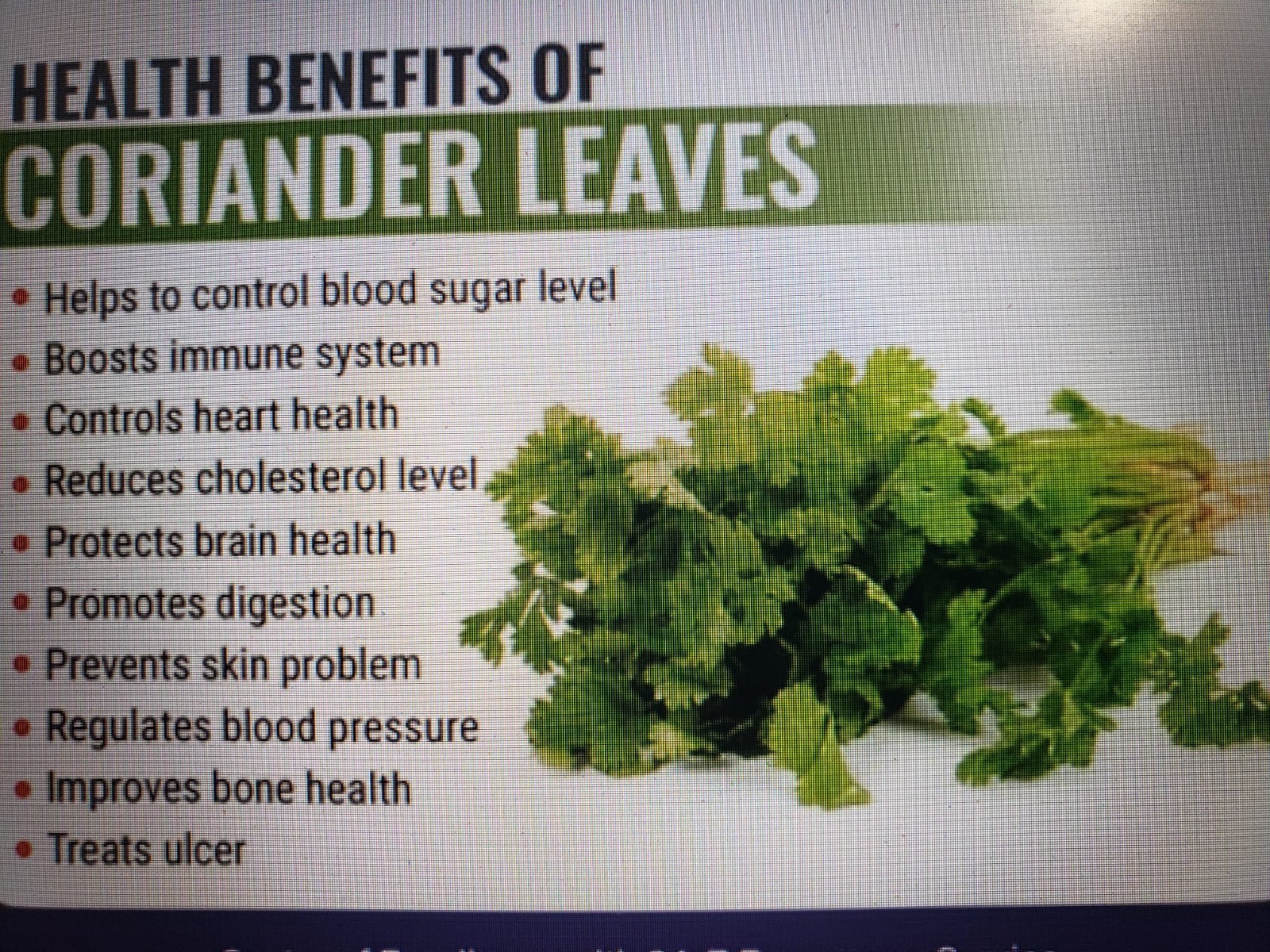 Cilantro Coriander Fast Growing Aromatic Herb 250 seed Free Shipping USA Seller