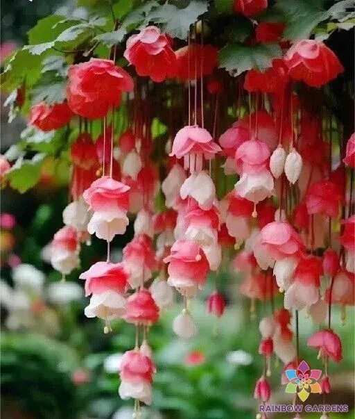 25+ Red & White Weeping Begonia Seeds for Garden Planting – USA – FREE SHIPPING!