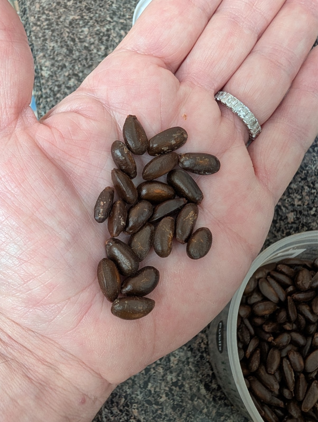 sugar apple seeds for sale