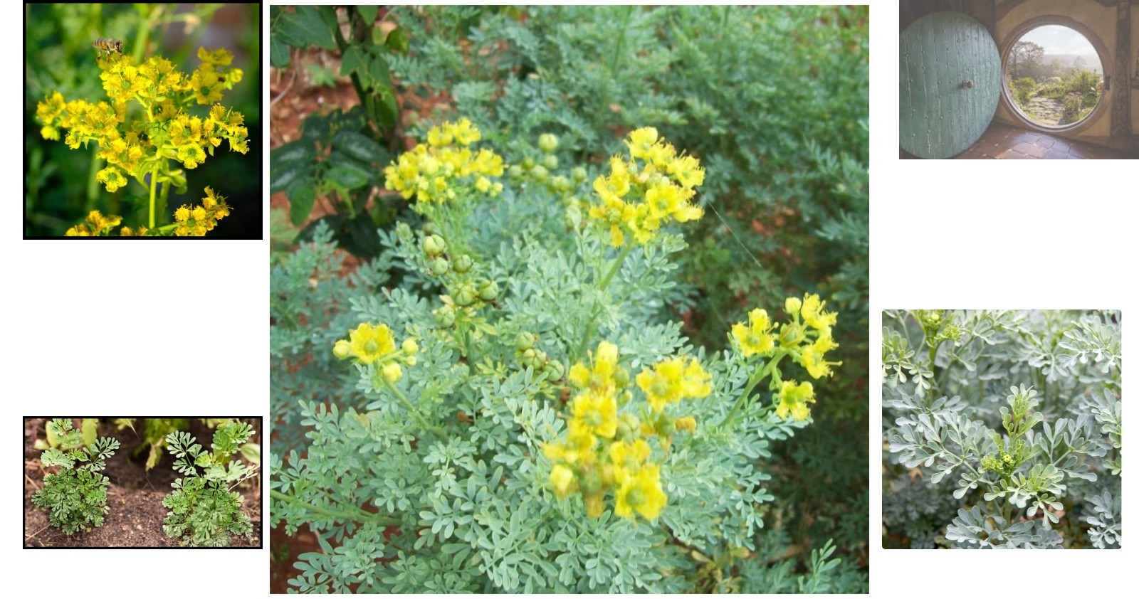 150 Open Pollinated Rue Seeds – Attracts Swallowtail Butterflies & Deters Cats
