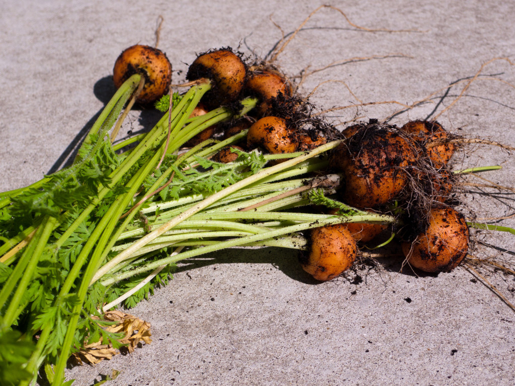 401+PARISIAN Round CARROT Seeds French Heirloom Vegetable Garden Container Easy