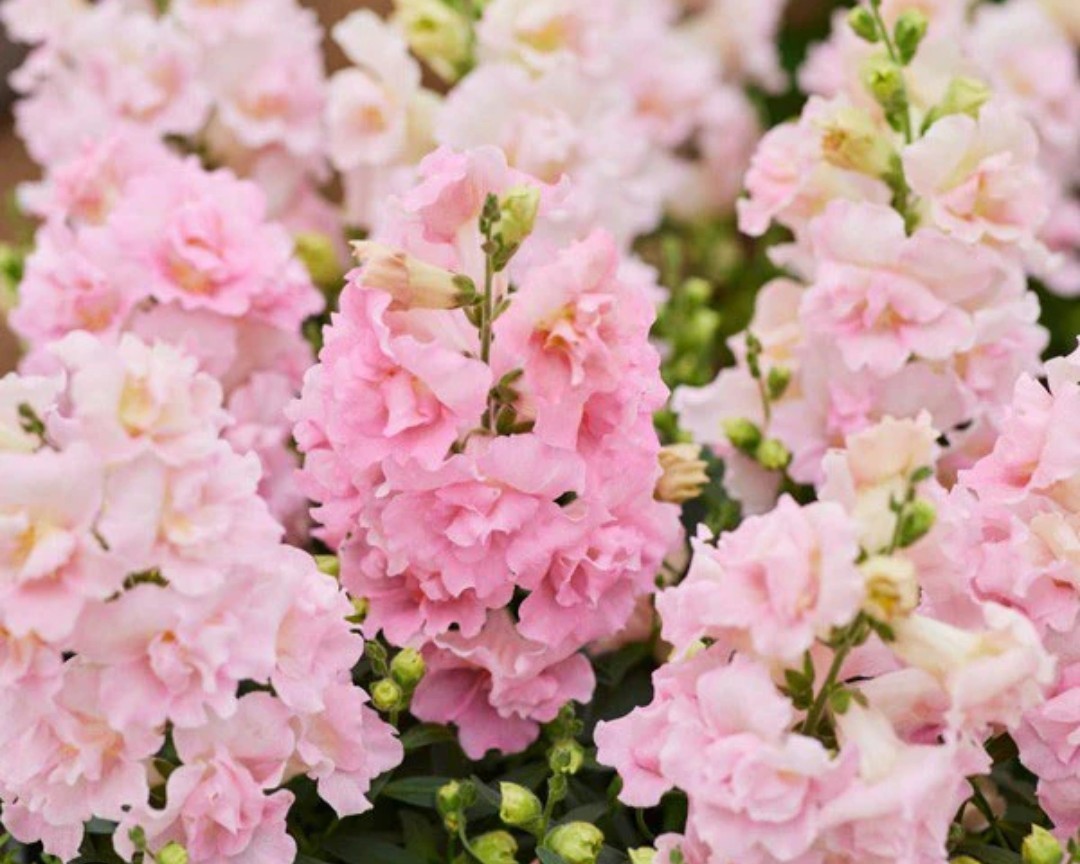 400+ Appleblossom Snapdragon Seeds **Fresh Seeds** ~~Free Shipping~~