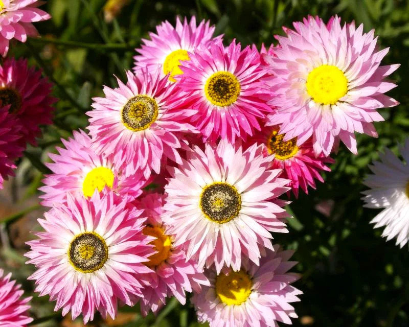 Giant Flowered Mix Paper Daisy Seeds – For 2025 Planting Mixed Colors Sunray