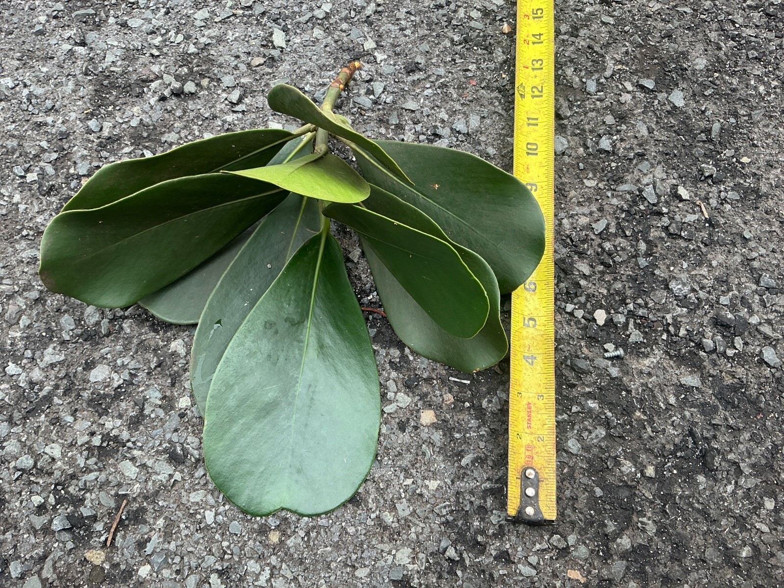 ***1 cutting***10- 12 inches***CLUSIA ROSEA***autogragh tree***
