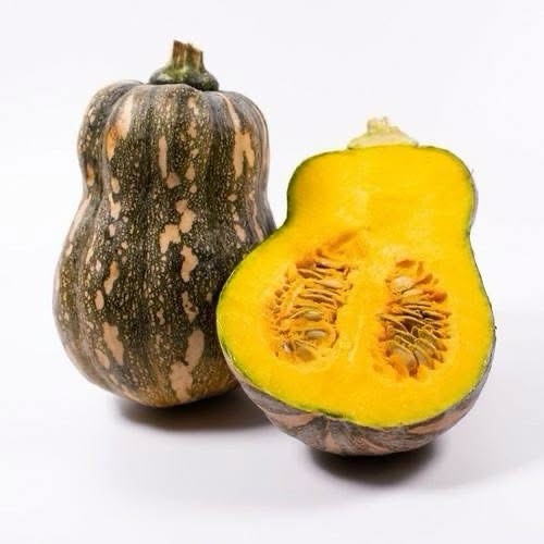 Sweet Green-Striped Butternut Squash – 10 Seeds 2026 – USA