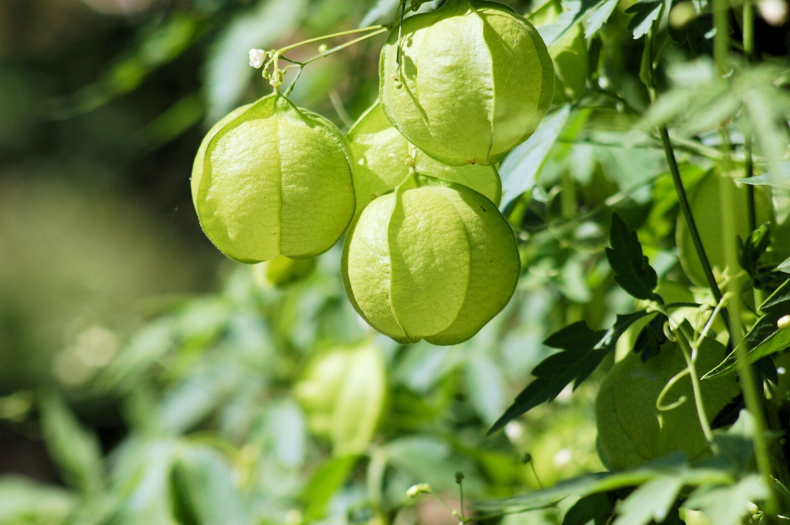 10 Seeds Cardiospermum Balloon Vine- Love in a Puff Flower Seeds Overstock Price