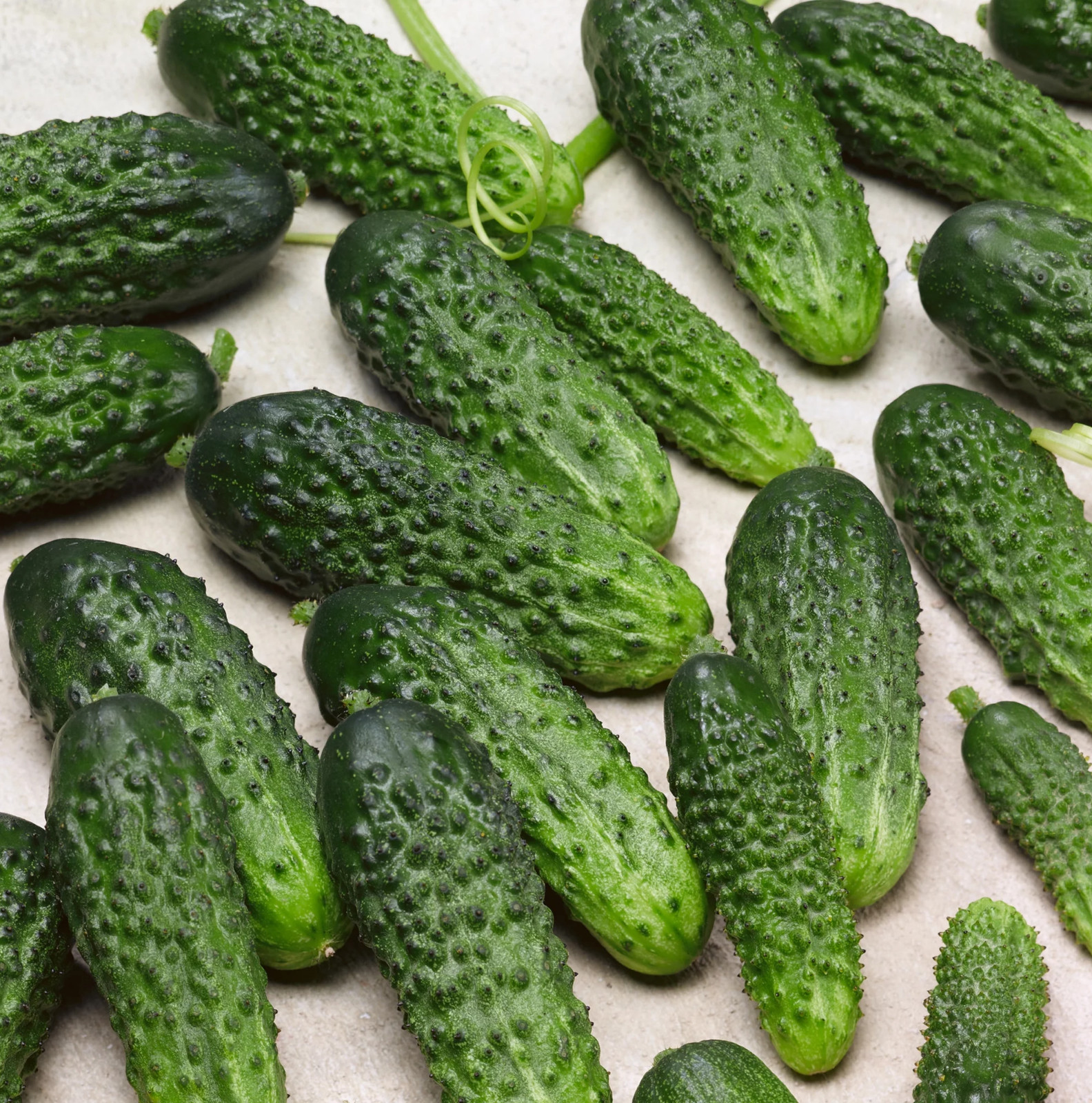 120+ Parisian Gherkin Cucumber Seeds —– 2015 AAS Regional Winner —— FRESH