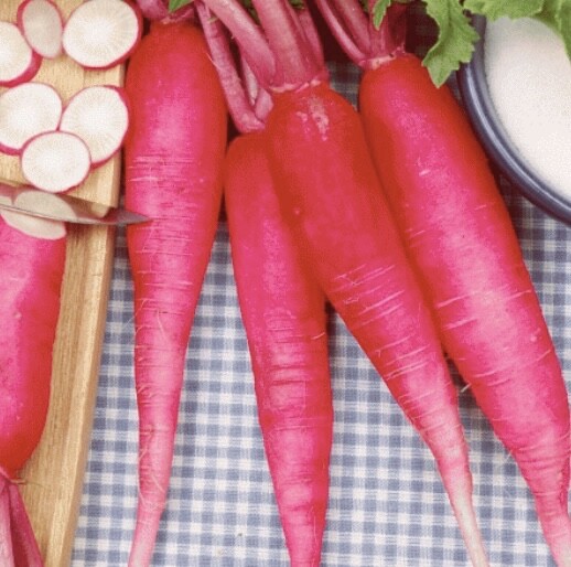 100 Organic 100 Radish China Rose Seeds per package PlanChina Rose Radish Seeds