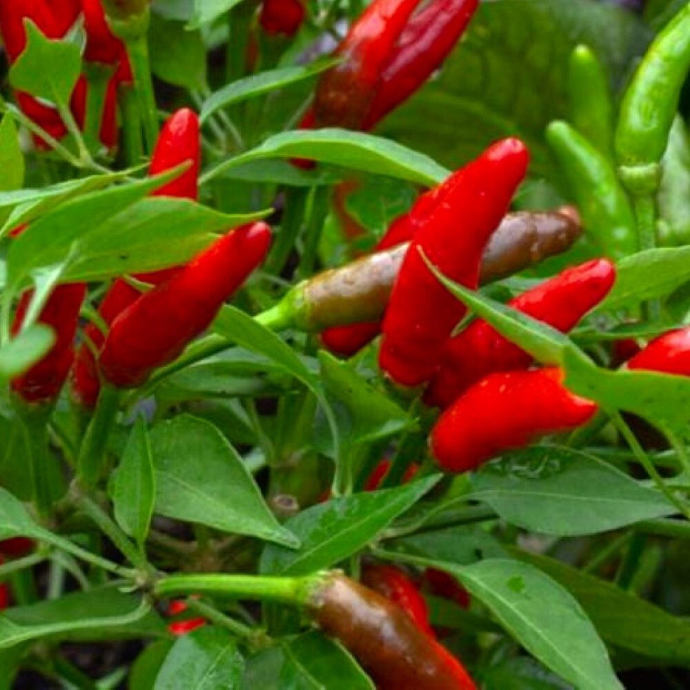 Bird’s Eye Chili Pepper Seeds | NON-GMO | Heirloom | Fresh Garden Seeds