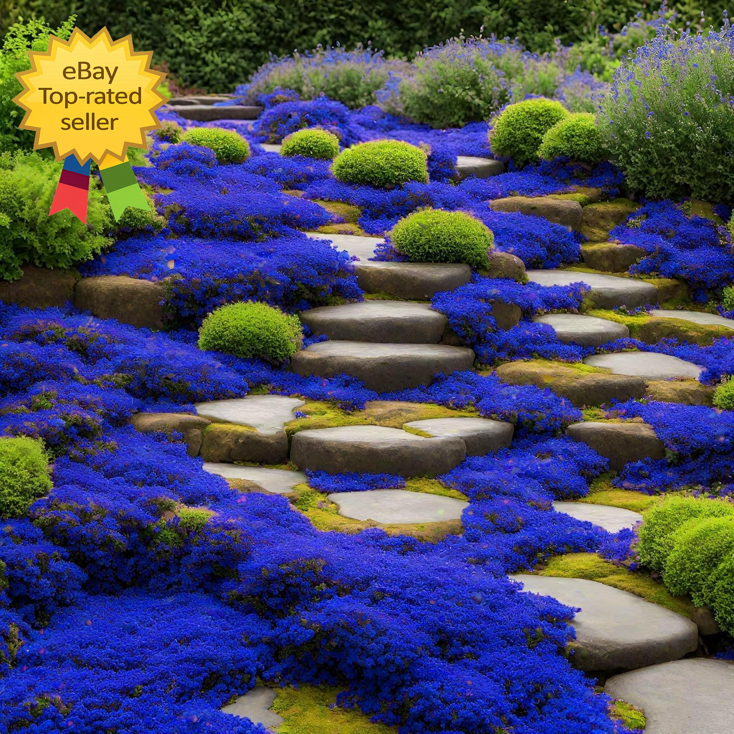 20000+ Magic Blue Creeping Thyme Seeds for Planting Ground Cover Plants Heirloom