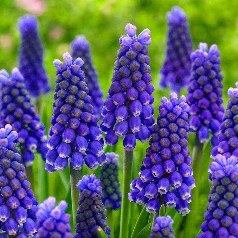 Muscari Armeniacum Bulbs – 15 Blue Flower Bulbs for Spring Planting (6-8″ Tall)