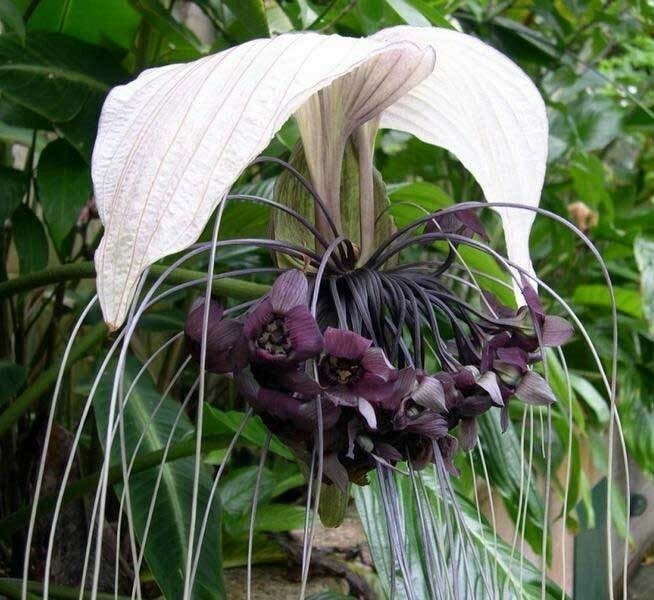 Tacca chantrieri White | Nivea | White Bat Flower | Bat Head Lily | 20_Seeds