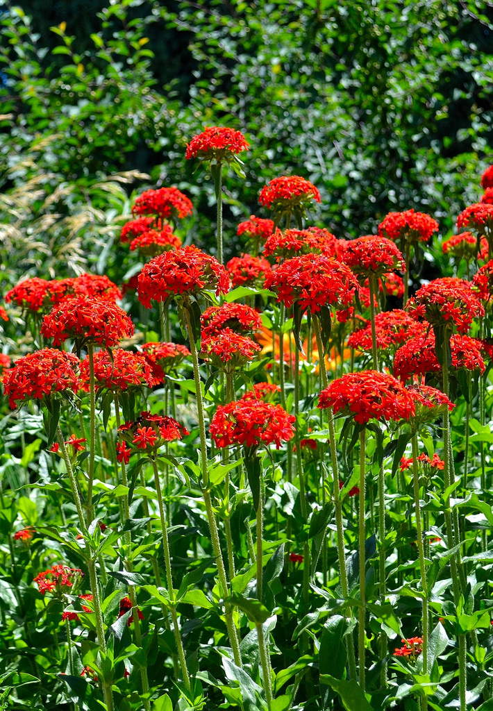 800 SEEDS – maltese cross LYCHNIS CHALCEDONICA red GroCo USA – BUY 15=SHIPS FREE