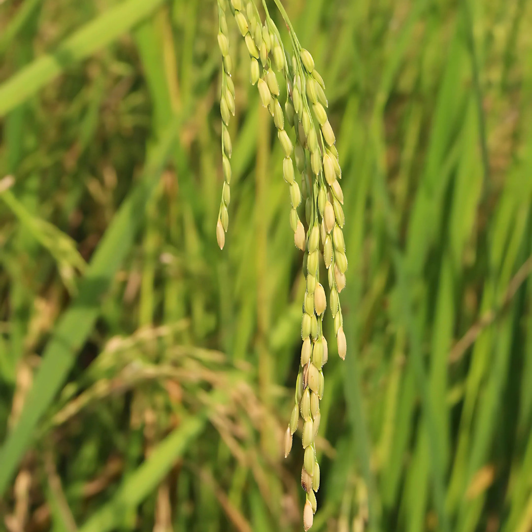 Fresh Thai White Jasmine Rice Seeds | Taiguo Xiang Mi | Heirloom Non-GMO | Grain