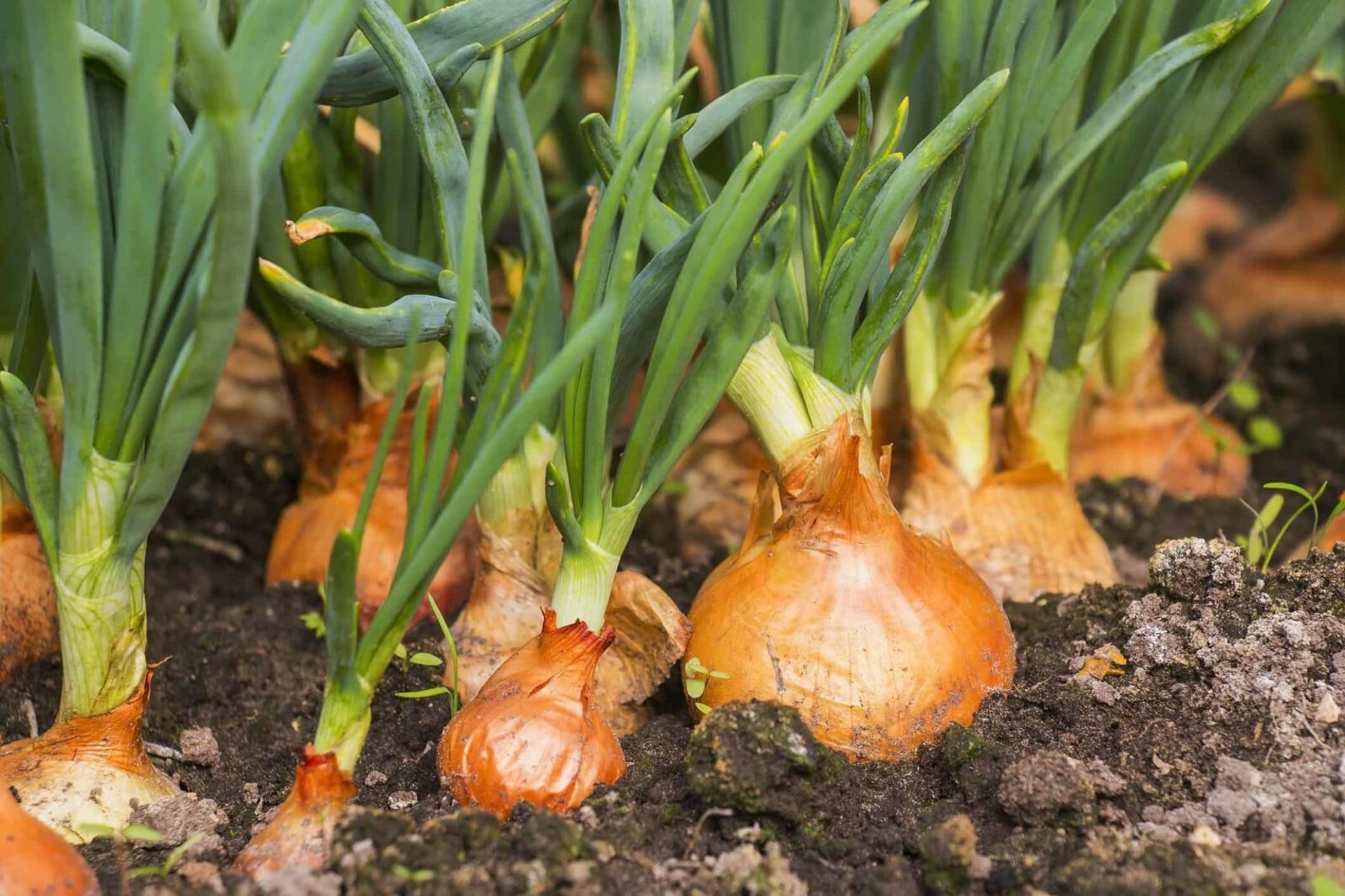 200 YELLOW SPANISH SWEET ONION SEEDS ~ heirloomseedguy ~ 2026 ~ NON-GMO