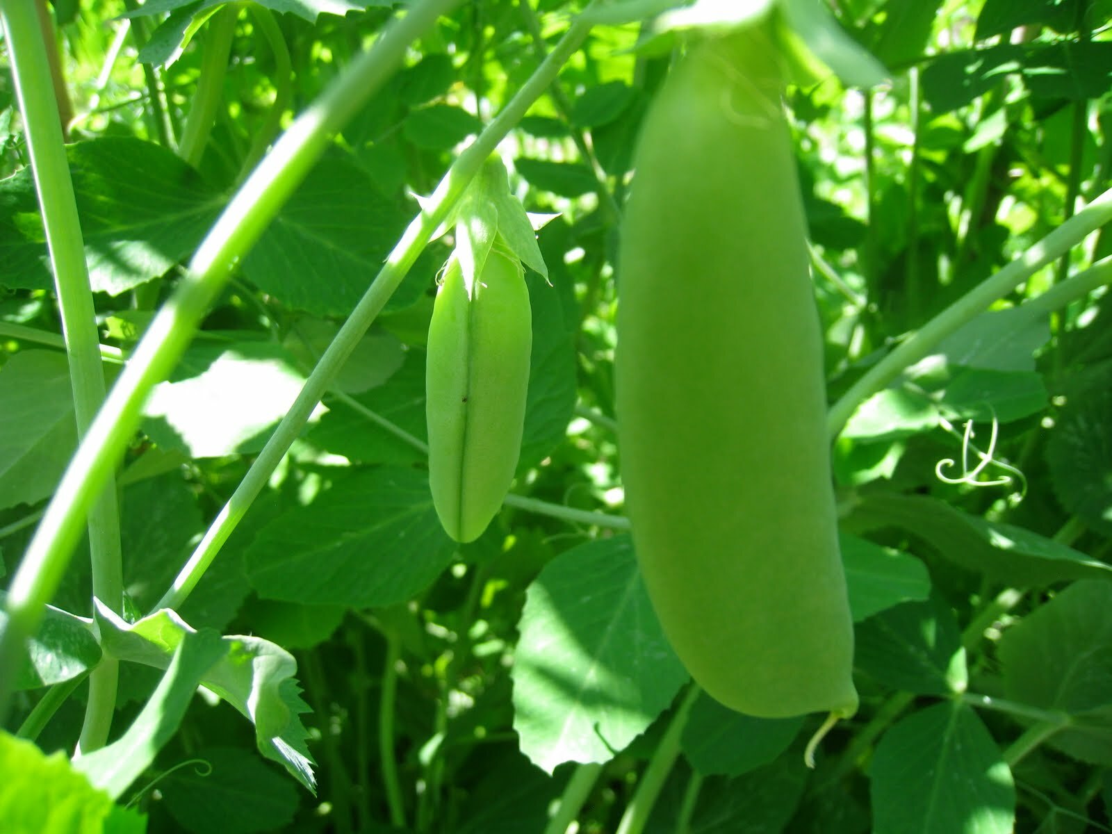 Snow Peas – Dwarf Grey Sugar (Chinese Pea Pod), Pisum sativum (65 Days)