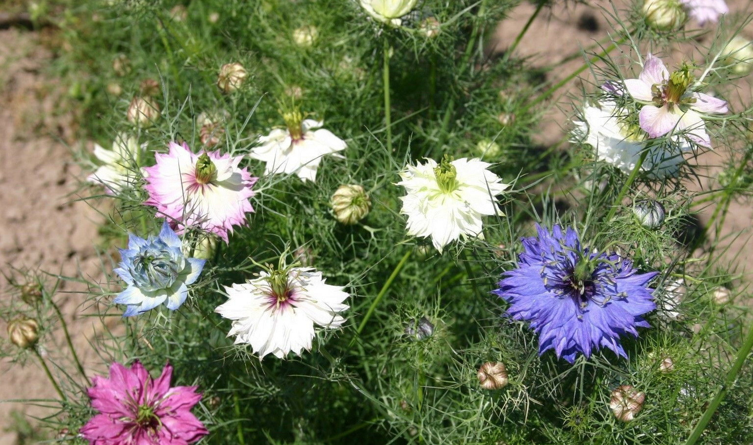 2000 Love In a Mist Flower Seeds Mix Miss Jekyll Nigella