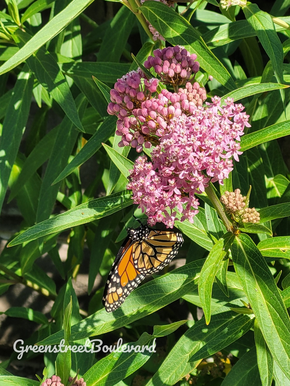 50 Seeds-Asclepias incarnata Swamp Milkweed ‘Cinderella’ Perennial in Zones 3-9
